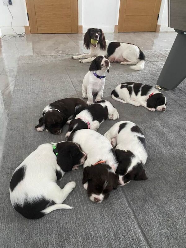 Ready to leave Springer Spaniel Puppies
