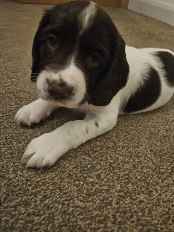 Springy Spaniel Ready To Leave Springer Spaniel Puppies For Sale in Ammanford ...