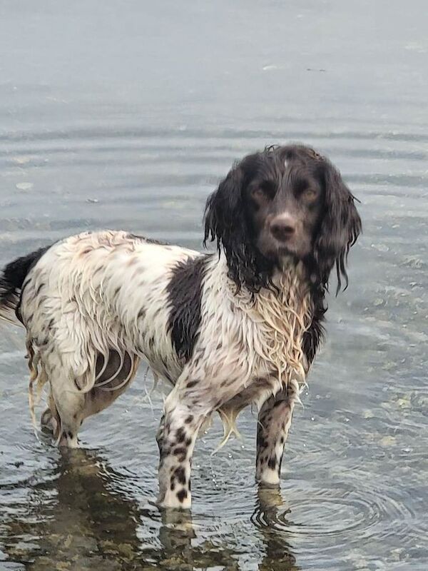 Springer Spaniel puppies for sale in Helensburgh, Dunbartonshire – 3 years old