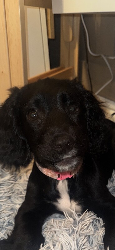 Springer Spaniel Puppies For Sale