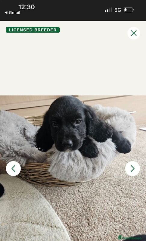 Spaniel black female - Image 2 of 2