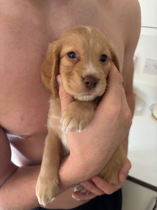 Springer Spaniel puppies for sale in Aldershot, Hampshire – 7 weeks old