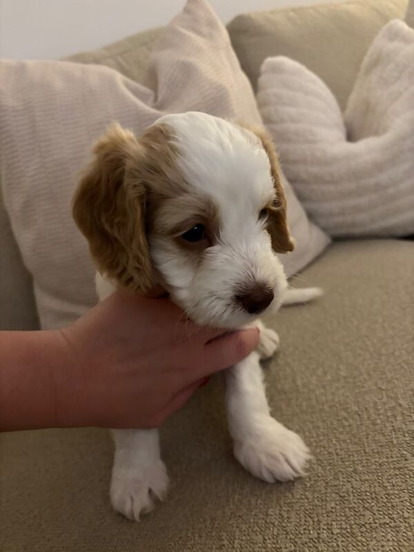 Springer Spaniel puppies for sale in Aldershot, Hampshire – 7 weeks old - Image 2 of 3