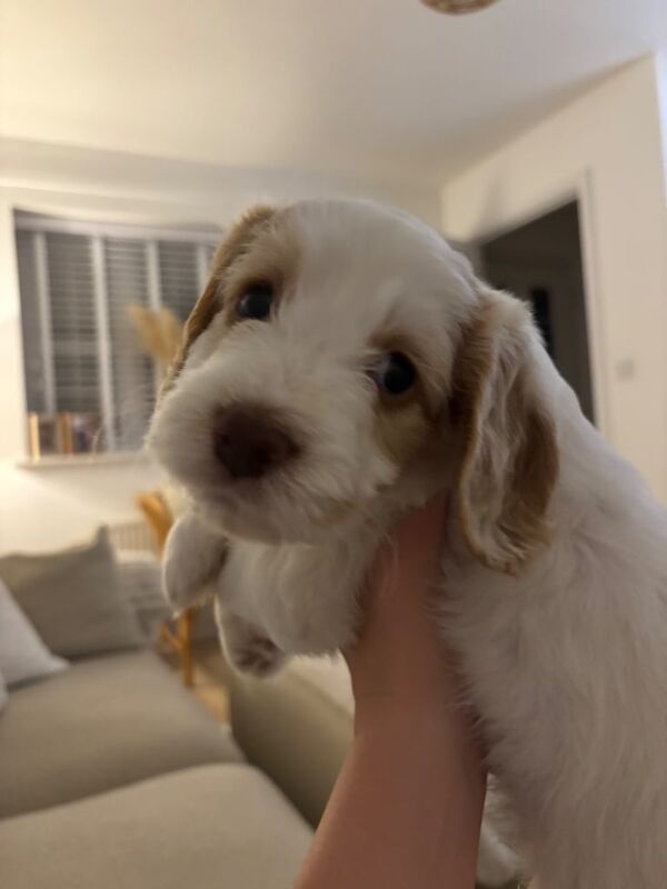 Springer Spaniel puppies for sale in Aldershot, Hampshire – 7 weeks old - Image 3 of 3