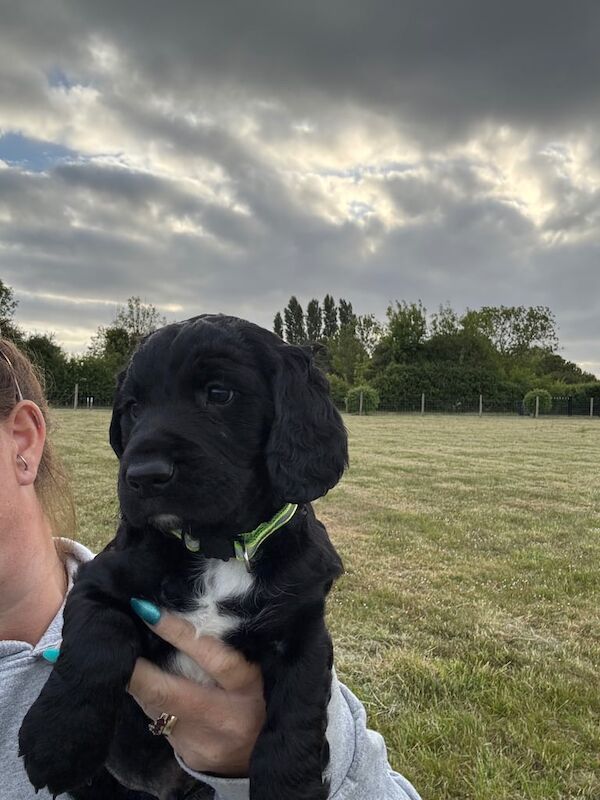 Spaniels - last 3 left for sale in Norwich, Norfolk
