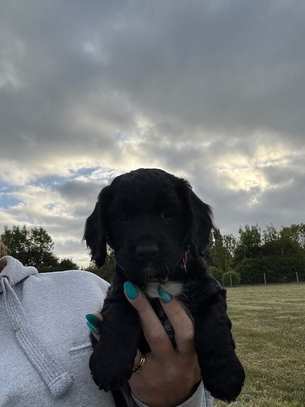 Spaniels - last 3 left for sale in Norwich, Norfolk | Image 2