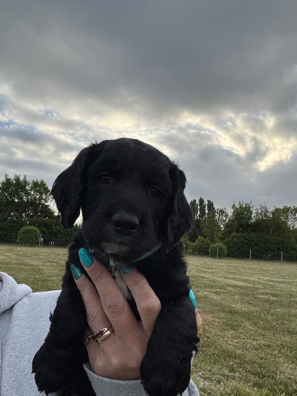 Spaniels - last 3 left for sale in Norwich, Norfolk | Image 3