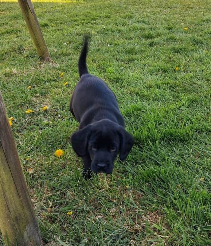 Springer Spaniel Puppies For Sale