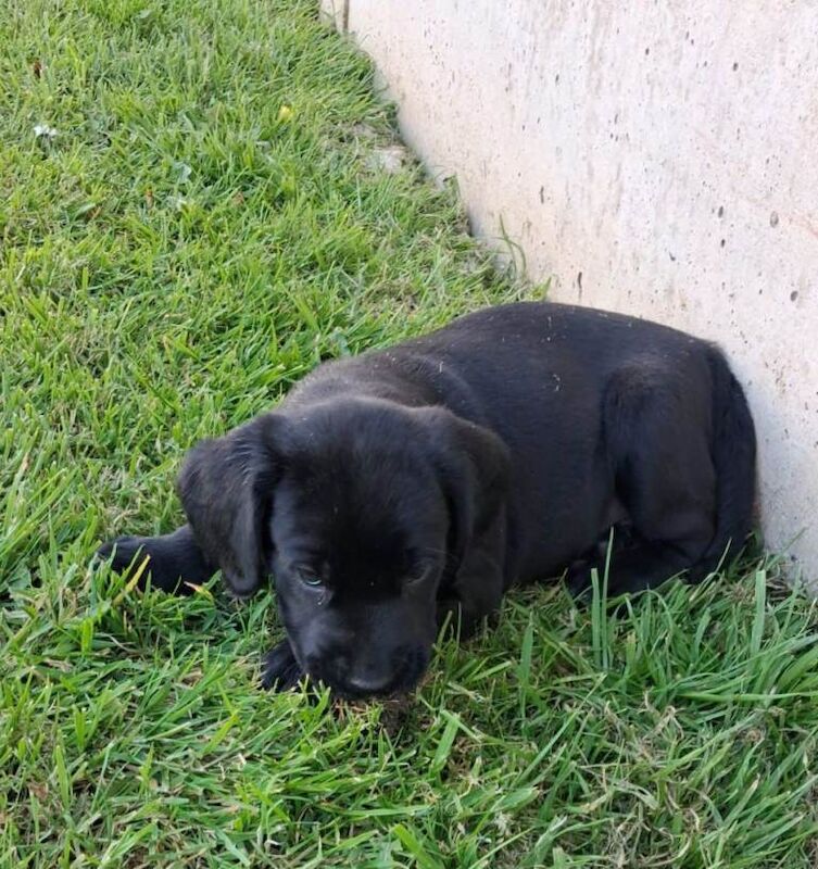 Springador pup - Image 2 of 3