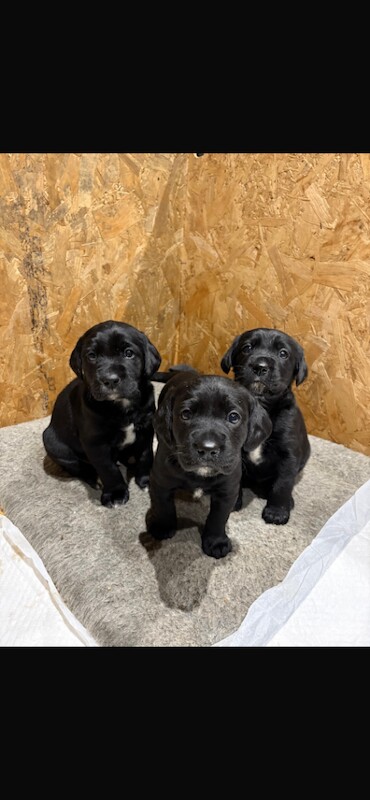 Springer Spaniel Puppies For Sale Under £1,000
