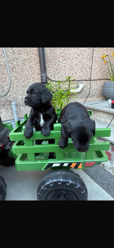 Springador puppies - Image 2 of 6