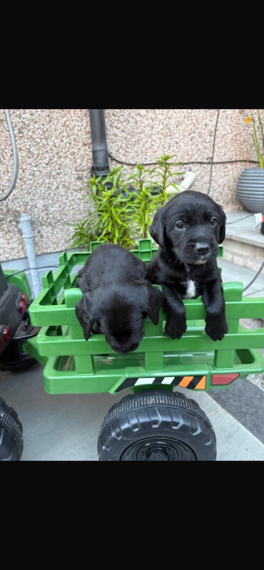 Springador puppies - Image 3 of 6