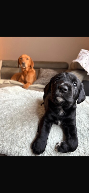 Springador puppies - Image 4 of 6
