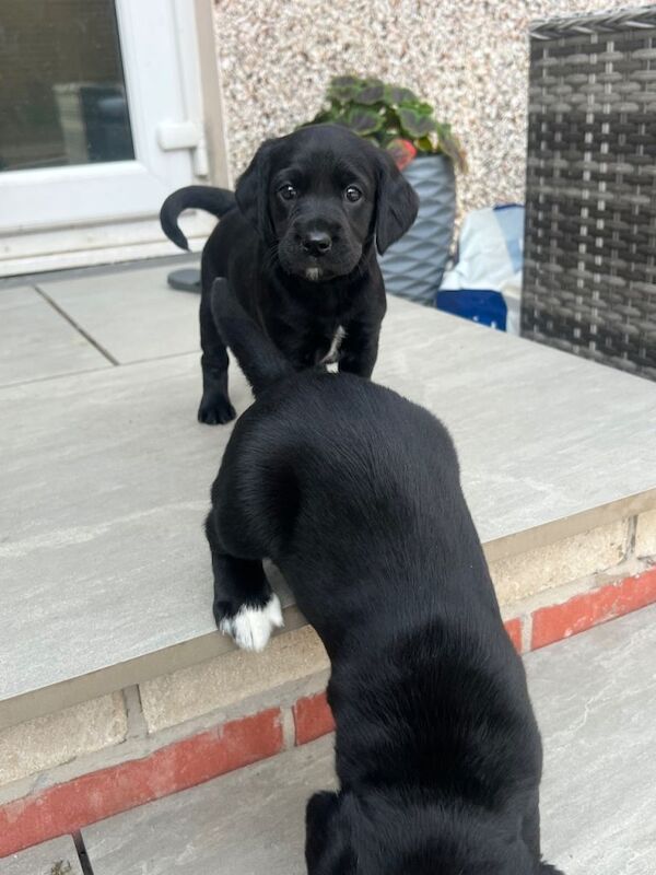Springador puppies - Image 5 of 6