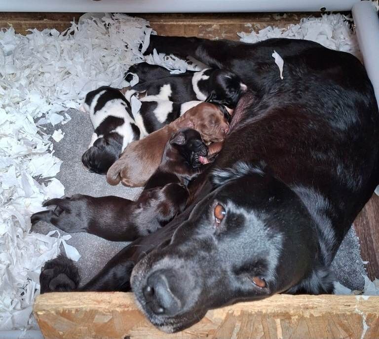 Springador puppies.