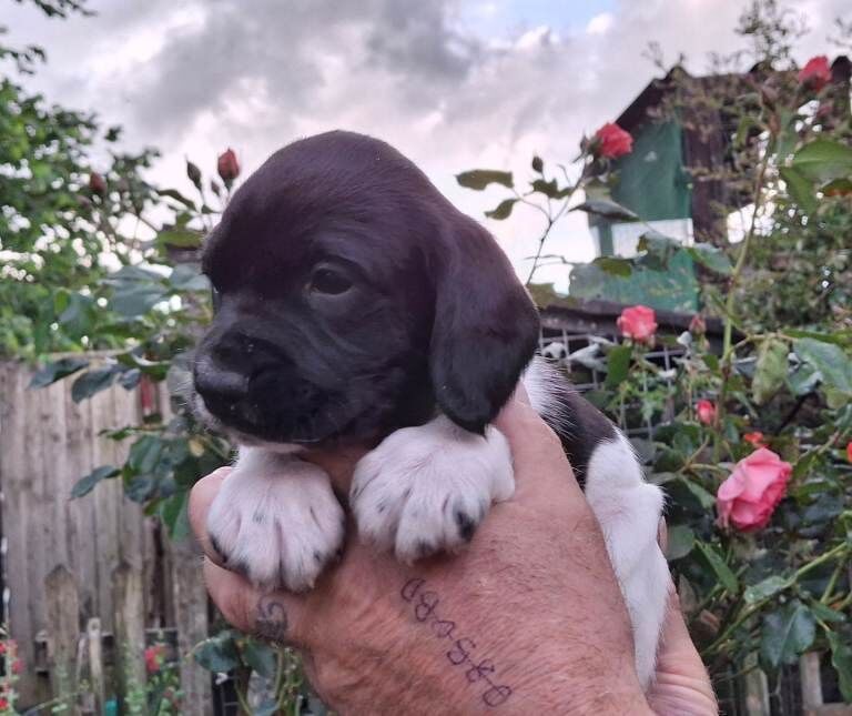 Springador puppies. - Image 3 of 6