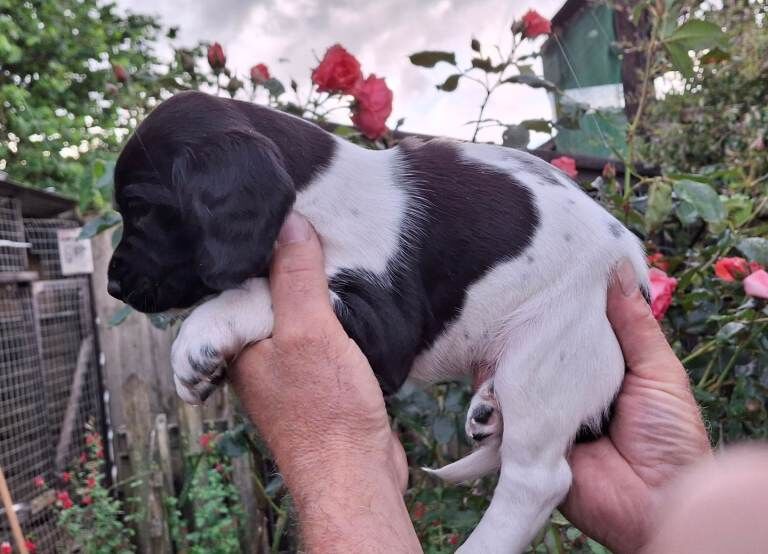 Springador puppies. - Image 4 of 6