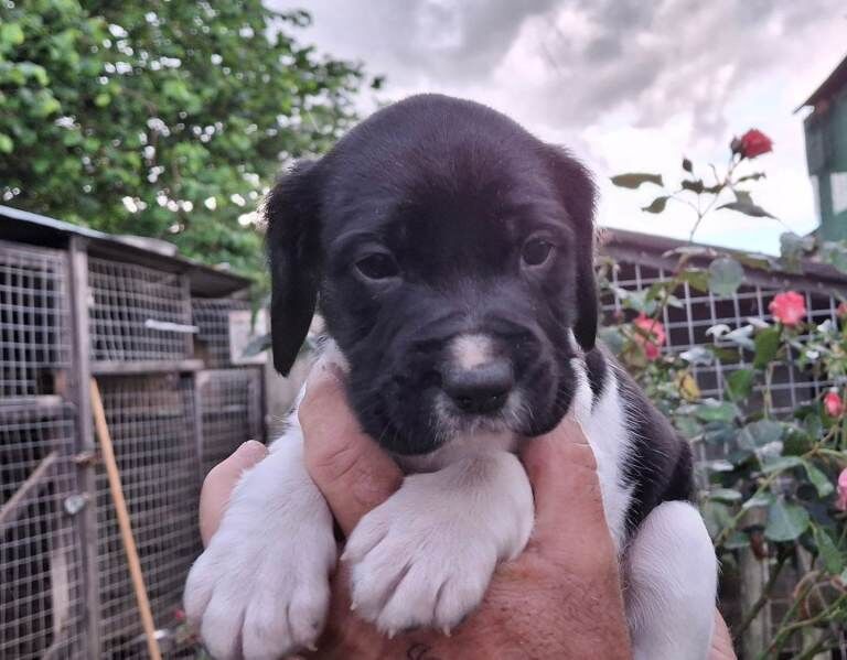 Springador puppies. - Image 5 of 6
