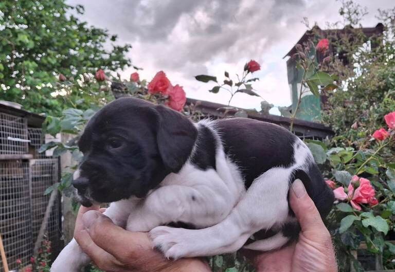 Springador puppies. - Image 6 of 6