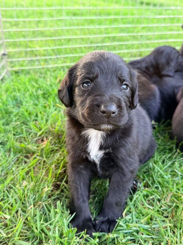 Springer Spaniel Puppies For Sale Under £1,000