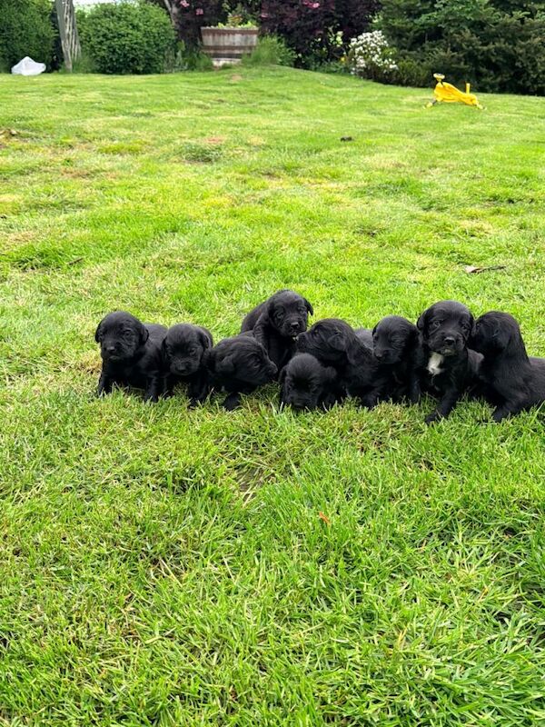 Springador Puppies - Image 2 of 6
