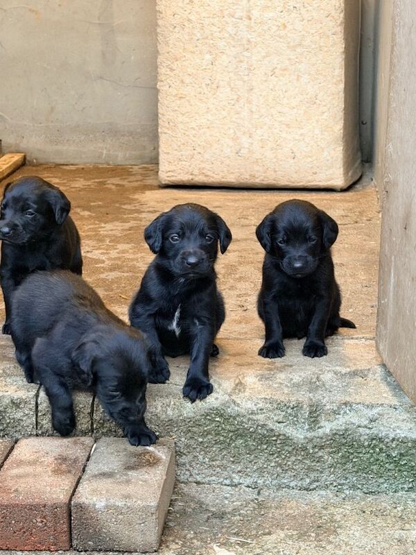 Springador Puppies - Image 3 of 6