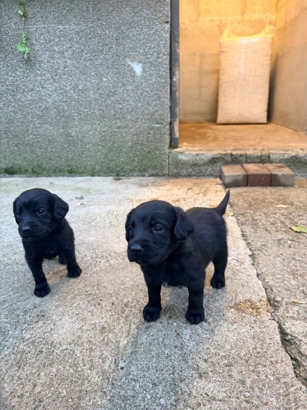 Springador Puppies - Image 4 of 6