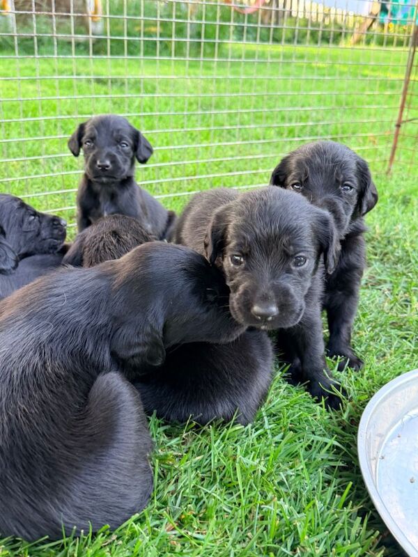Springador Puppies - Image 5 of 6