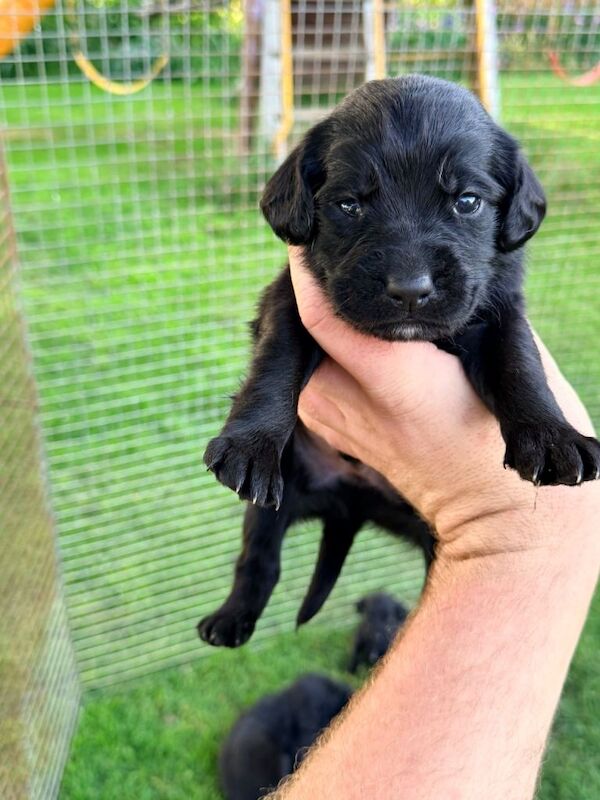 Springador Puppies - Image 6 of 6