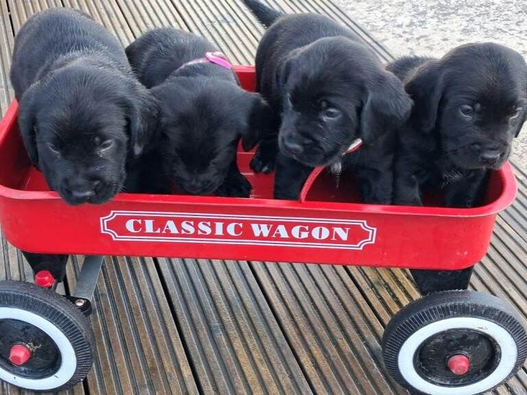 Springador pups
