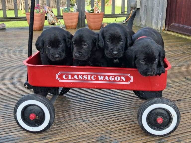 Springador pups - Image 2 of 2
