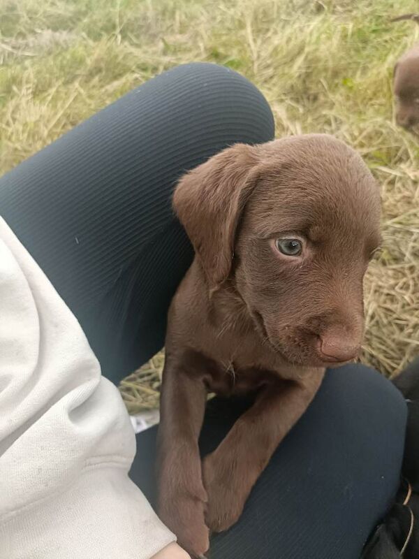 Springer Spaniel Puppies For Sale