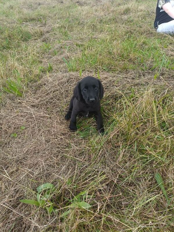 Springador pups - Image 2 of 6