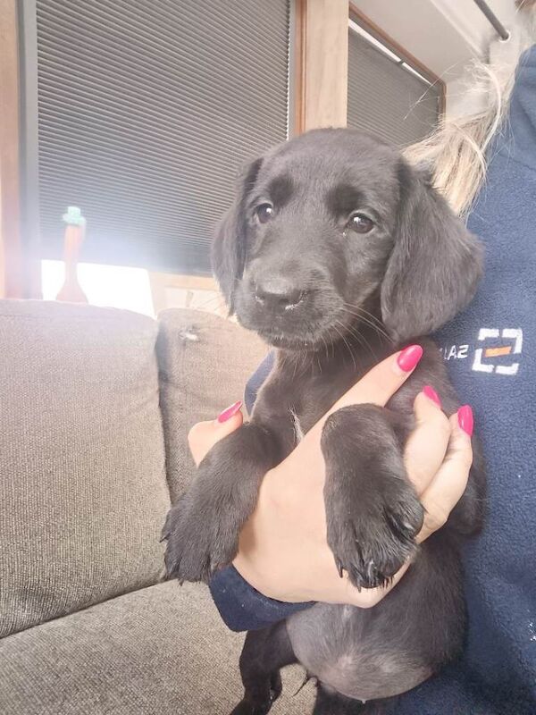Springador pups - Image 3 of 6