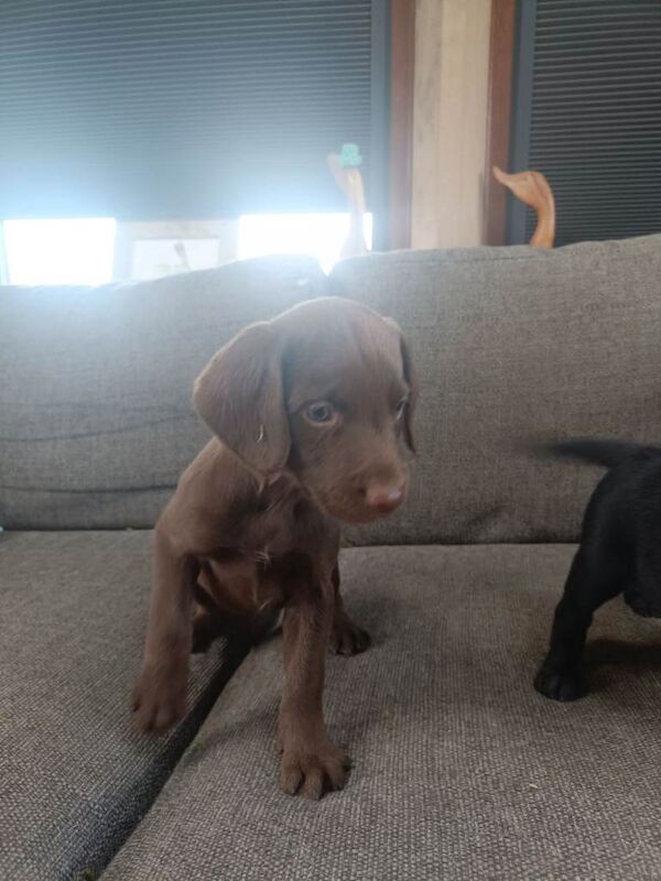 Springador pups - Image 4 of 6
