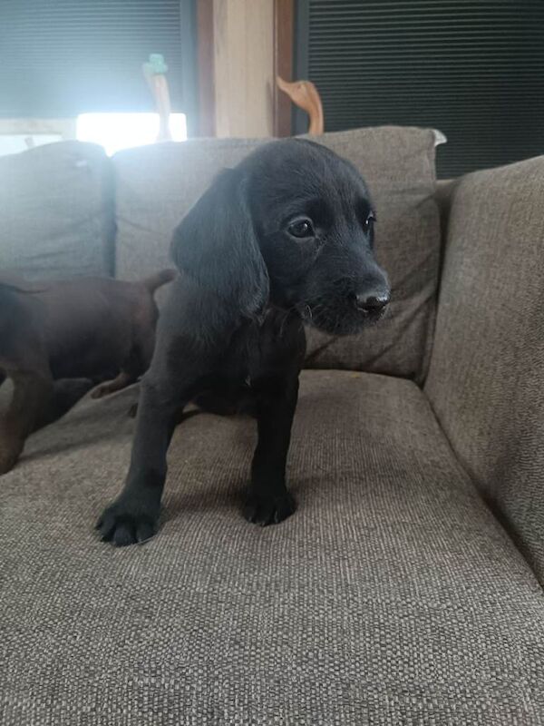 Springador pups - Image 5 of 6