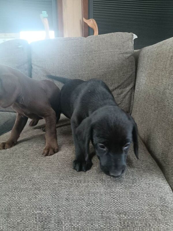 Springador pups - Image 6 of 6