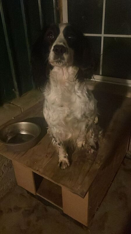 Springer Spaniel puppies for sale in Garvagh, County Londonderry – 5 years old