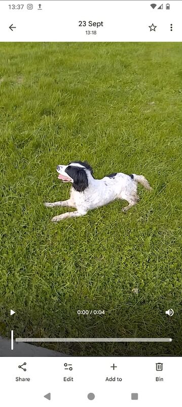 Springer Spaniel puppies for sale in Garvagh, County Londonderry – 5 years old - Image 2 of 3