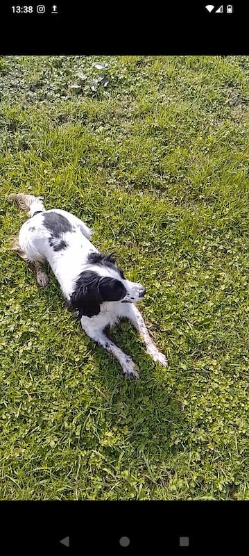 Springer Spaniel puppies for sale in Garvagh, County Londonderry – 5 years old - Image 3 of 3