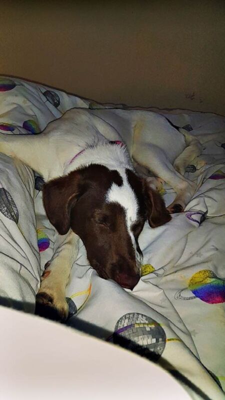 Springer/collie female pup