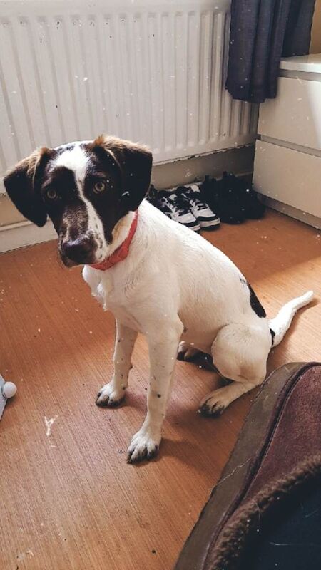 Springer/collie female pup - Image 2 of 3