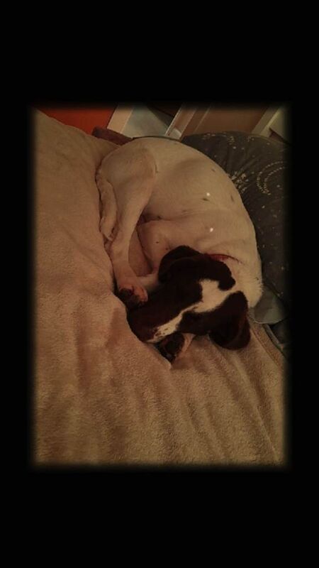 Springer/collie female pup - Image 3 of 3