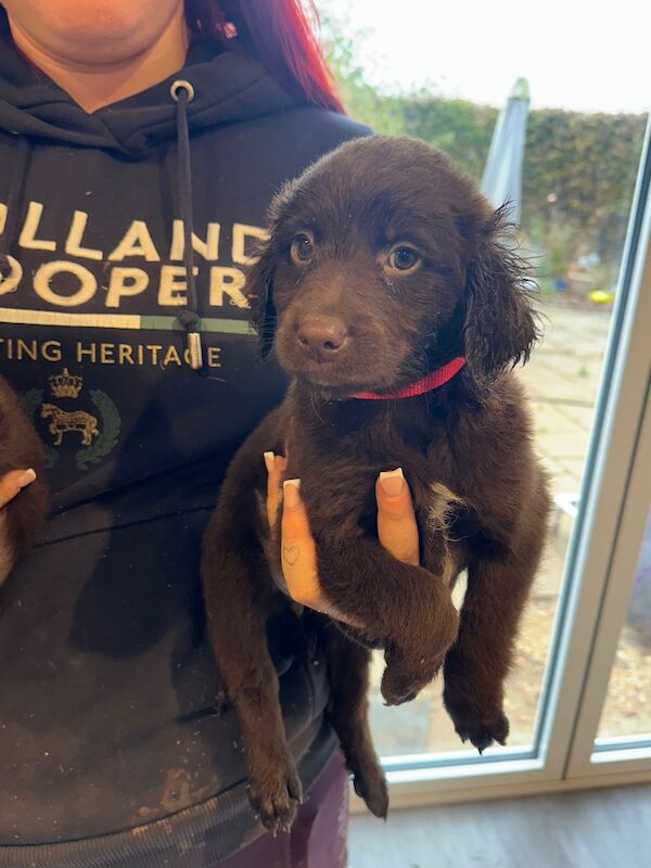 Springer Spaniel puppies for sale in Peterborough, Cambridgeshire – 8 weeks old - Image 1 of 15