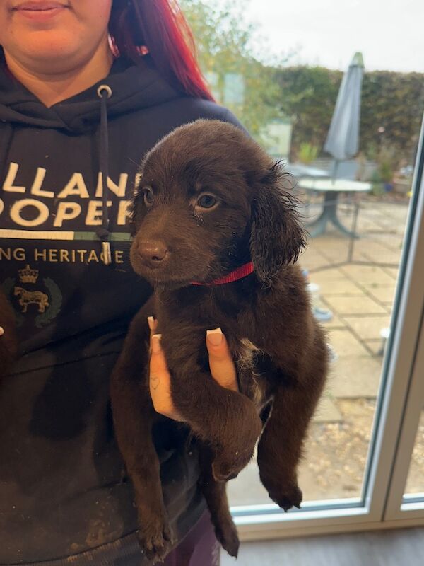 Springer Spaniel puppies for sale in Peterborough, Cambridgeshire – 8 weeks old - Image 2 of 15