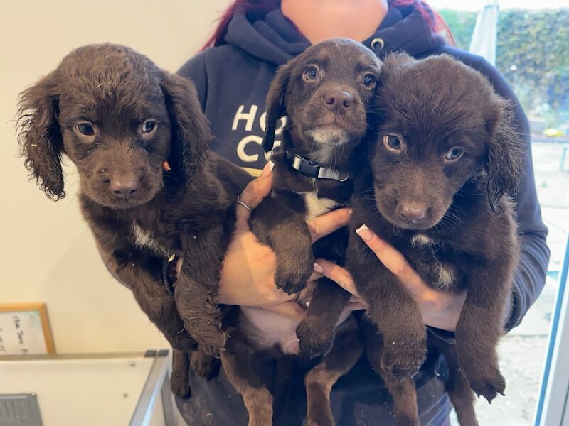 Springer Spaniel puppies for sale in Peterborough, Cambridgeshire – 8 weeks old - Image 3 of 15