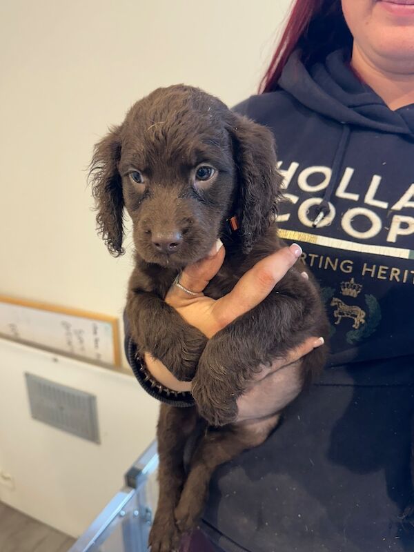 Springer Spaniel puppies for sale in Peterborough, Cambridgeshire – 8 weeks old - Image 5 of 15