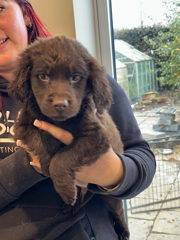 Springer Spaniel puppies for sale in Peterborough, Cambridgeshire – 8 weeks old - Image 6 of 15