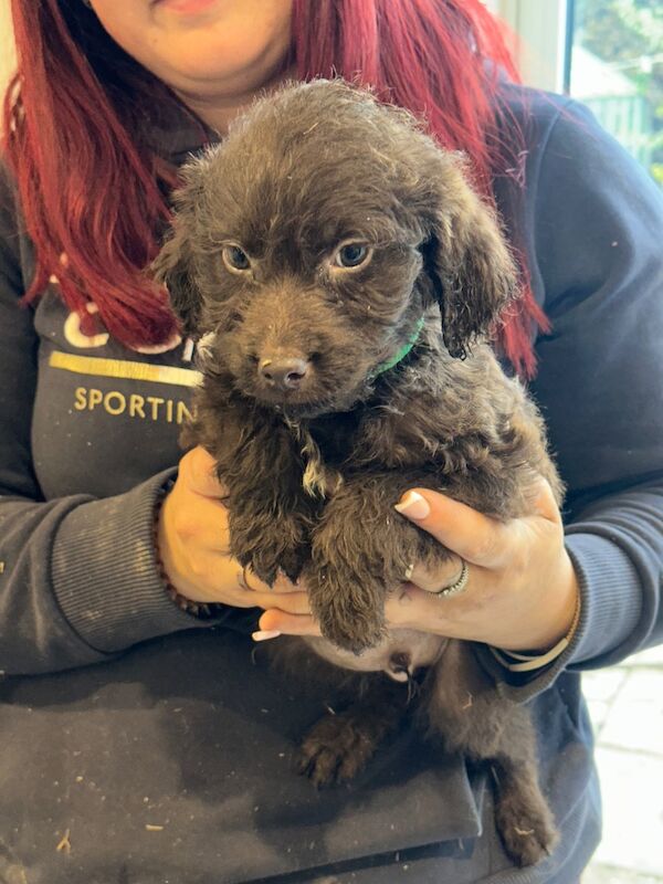 Springer Spaniel puppies for sale in Peterborough, Cambridgeshire – 8 weeks old - Image 7 of 15