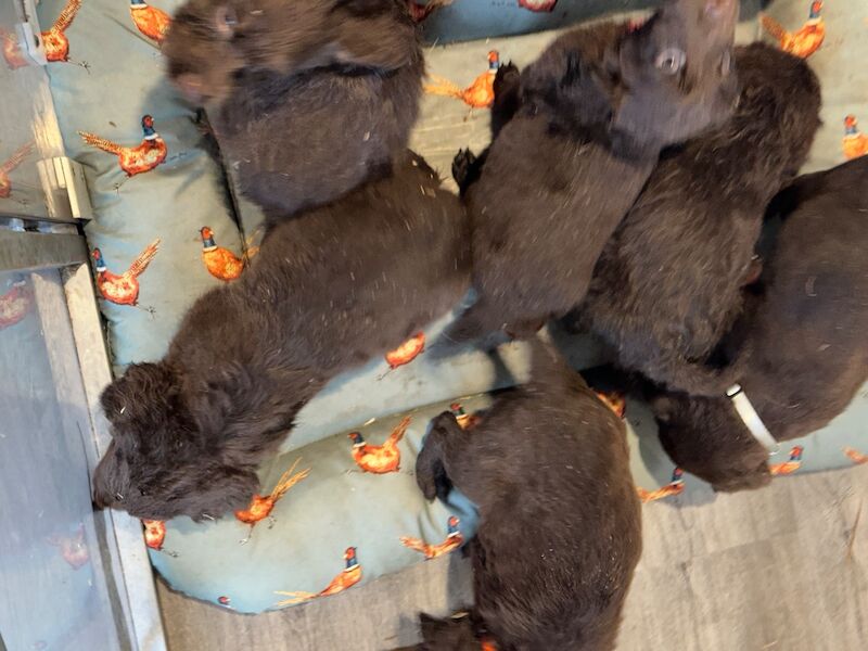Springer Spaniel puppies for sale in Peterborough, Cambridgeshire – 8 weeks old - Image 8 of 15